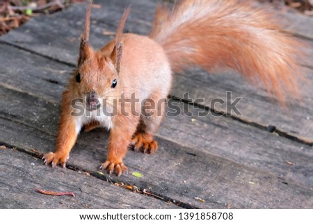 Young red squirrel with a fluffy tail on a wooden platform closeup portrait macro photography
