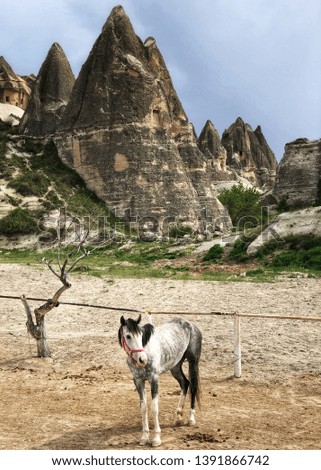 Cappadocia Turkey horses holiday pictures