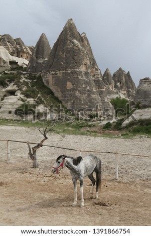 Cappadocia Turkey horses holiday pictures