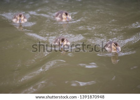 Mallard ducklings Ifield Mill pond Crawley West Sussex.