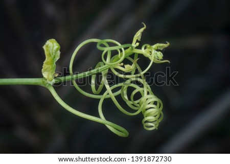 wild weed crawling vines tendrils stem