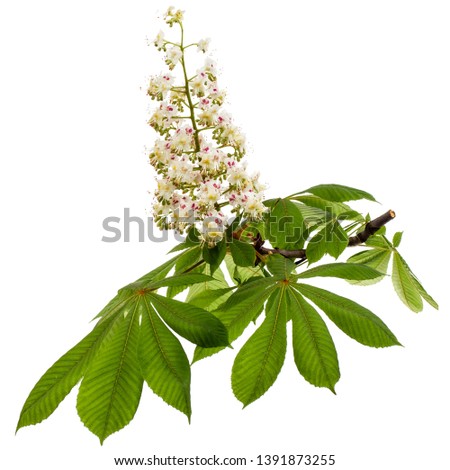 Flowering branch of horse-chestnut tree (Aesculus hippocastanum), isolated on white background 