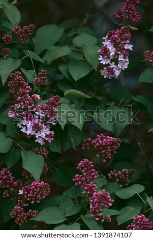 blooming purple lilac in early spring on a tree.  the May holidays.  Spring and Labour Day. dark green colour