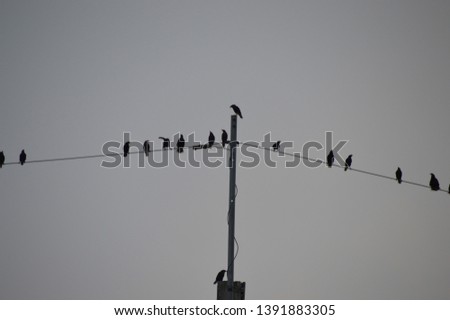 Swarming birds on colored background wires