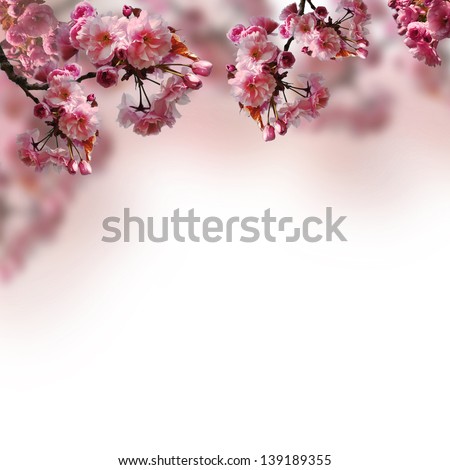 Blooming sakura on the blurred background Royalty-Free Stock Photo #139189355