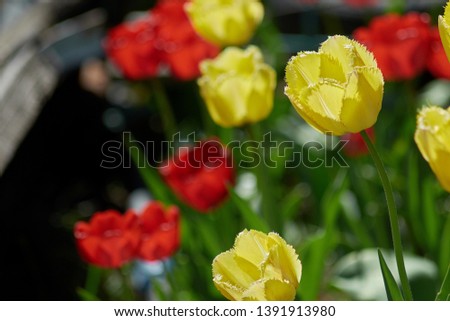 red and yellow tulips in the garden.  spring work in the garden. the May holidays