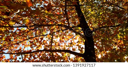 Landscape format photo of a large orange leaves canopy against a blue sky with filtering light.