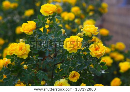 yellow rose briar bush flowers nature background wallpaper
