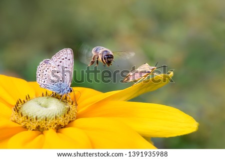 Insect biodiversity on a flower, a butterfly common blue Polyommatus icarus, a bee Anthophila in flight and a shield bug Carpocoris fuscispinus on a yellow Rudbeckia Royalty-Free Stock Photo #1391935988