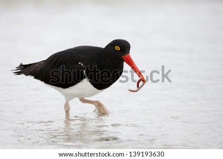 Magellanic Oystercatcher (Haematopus leucopodus) adult with a freshly caught worm on Carcass Island in the Falklands.
