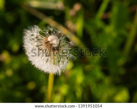 dandelion on spring meadow with blurry background