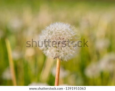 dandelion on spring meadow with blurry background
