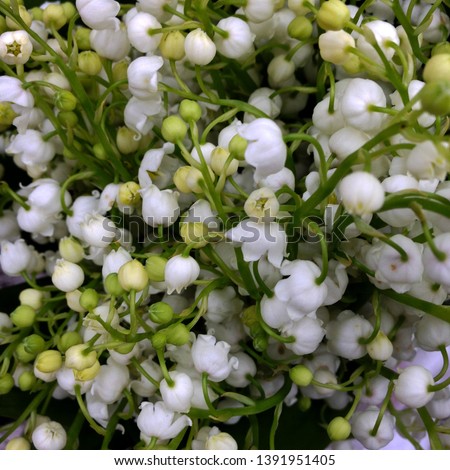 Macro photo nature spring lilies of the valley. Background bouquet of blooming white flowers lilies of the valley.