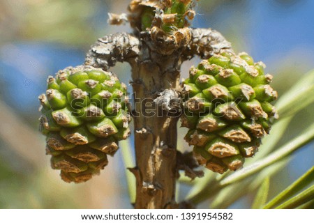 Young green pine cones close-up on a tree in spring