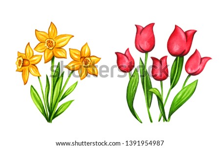 Spring flowers bouquet, watercolor illustration of tulips and narcissus. Hand painted clip art elements, isolated on white background.