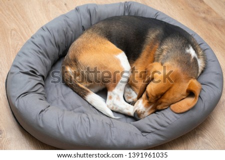 Picture of a tricolor beagle puppy sleeping on a grey comfortable bed in the living room at home