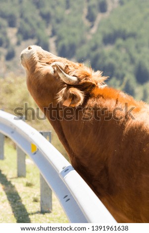 A cow scratching near the road in Spain.