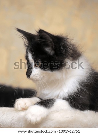 small fluffy black and white kitten with a funny pattern on the face