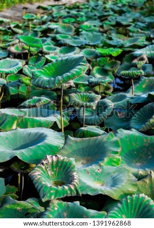 Lotus leaf fields in the lake