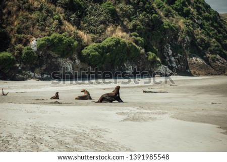 A seal family on a beach in New Zealand