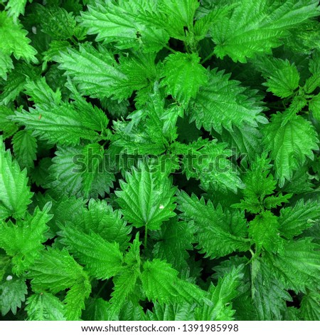 Macro Photo of a plant nettle. Nettle with fluffy green leaves. Background Plant nettle grows in the ground