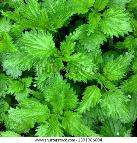 Macro Photo of a plant nettle. Nettle with fluffy green leaves. Background Plant nettle grows in the ground