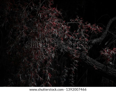 Tree with red leafs outdoors