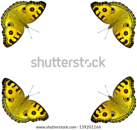 Yellow Butterfly on  isolated white background