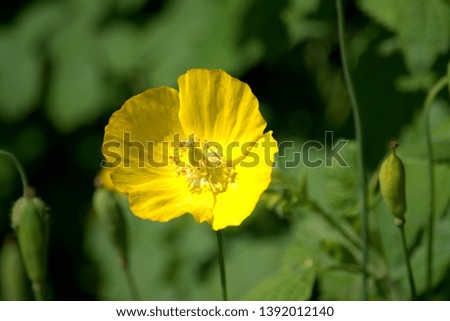 Image of a single yellow Welsh poppy