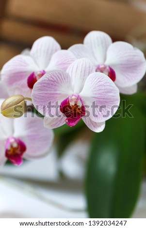 Blossom Orchid on the white background