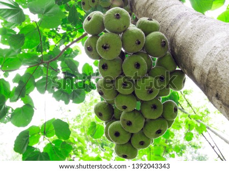 Green fig fruits on branches with green leafs.