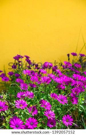 Purple daisies (osteospermum) on bright yellow wall; spring or summer concept