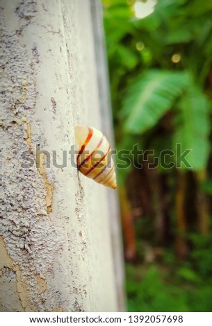 A baby snail resting on an old painted wall.