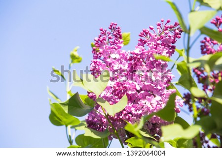Purple common lilac flower spring background