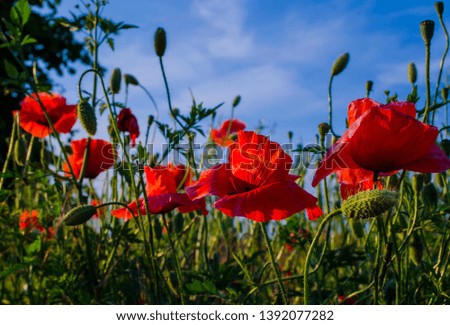 Red poppies against the blue sky. Suitable for backgrounds, cards, greetings