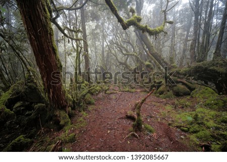 Magic forest covered by moss in fog.