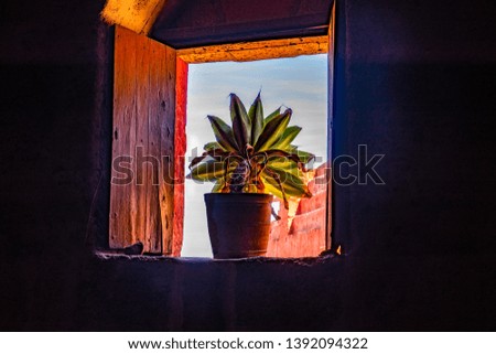  beautiful plant in the open window. 