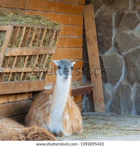 Lama on the farm. White Llama on a farm outdoors