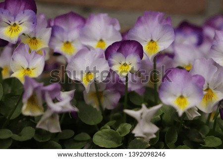 Lovely three colored pansy, they start blooming in the spring and can bloom for many months