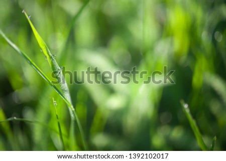 Green grass water drops close up in the morning background