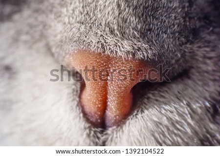 Cat nose close up. Gray cat, macro photography. The concept of the scent of cats, the health of the respiratory tract of the pet.
