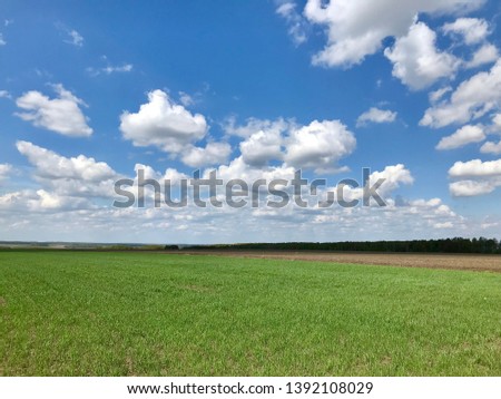 The field is sown with wheat in spring. Green grass and white clouds in the blue sky.