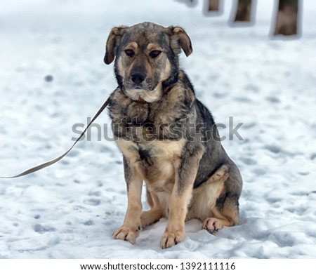 gray haired dog mongrel in winter on a leash
