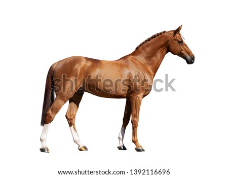 chestnut holsteiner horse isolated on white background