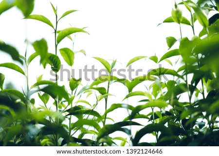 Green tea leaf and tree in nature 