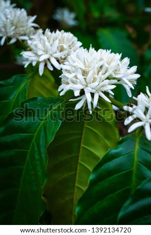 Coffee tree blossom with white color flowers. Coffee Garden in Bao Loc, Vietnam.