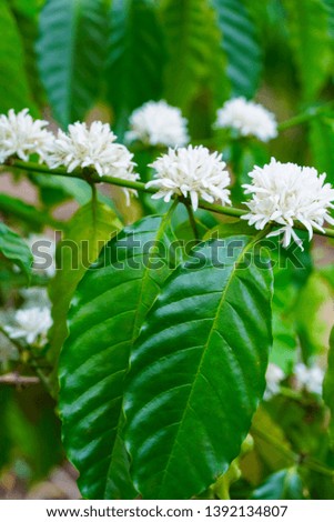 Coffee tree blossom with white color flowers. Coffee Garden in Bao Loc, Vietnam.