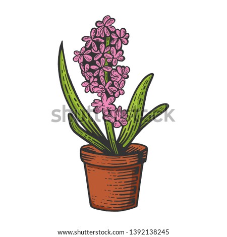 Hyacinth flower color sketch engraving vector illustration. Scratch board style imitation. Black and white hand drawn image.