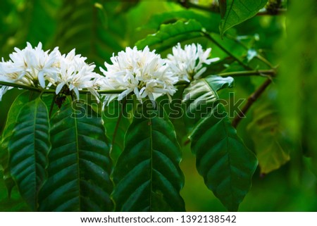Coffee tree blossom with white color flowers. Taken in Daklak, Buon Me Thuot, Vietnam.