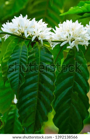 Coffee tree blossom with white color flowers. Taken in Daklak, Buon Me Thuot, Vietnam.